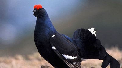 В автомобілі волинянина держекоінспектори виявили вбитого червонокнижного птаха