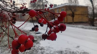 Засніжена калина у Краматорську