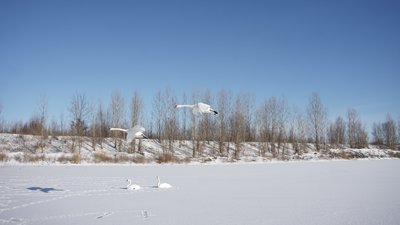 лебеді-шипуни у чорториї лебеді-шипуни у чорториї