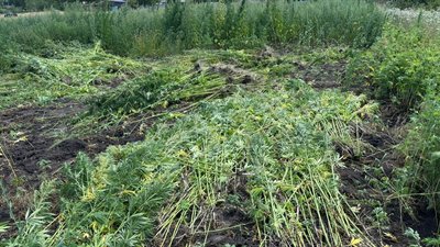 На городі росло майже чотири тисячі рослин. На Кіровоградщині чоловіка підозрюють у вирощуванні коноплі На городі росло майже чотири тисячі рослин. На Кіровоградщині чоловіка підозрюють у вирощуванні коноплі