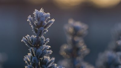На Прикарпатті попереджають про заморозки
