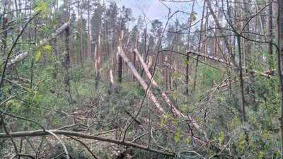 Буревій на Сумщині завдав шкоди лісу – з коренем повиривало вікові дерева