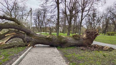 В Житомирі на місці 300-літнього дуба посадили дерево В Житомирі на місці 300-літнього дуба посадили дерево