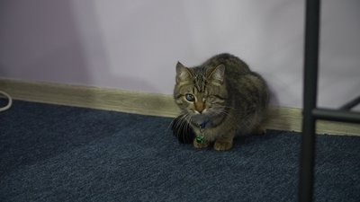 котокафе у Запоріжжі, тварини з прифронтових територій, допомога тваринам котокафе у Запоріжжі, тварини з прифронтових територій, допомога тваринам