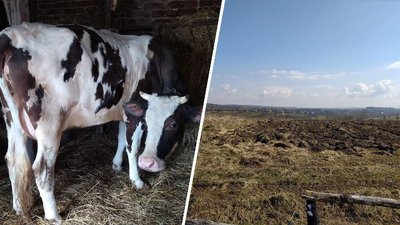 "Не знаю, де пасти корову". На Львівщині можуть створювати громадські пасовища