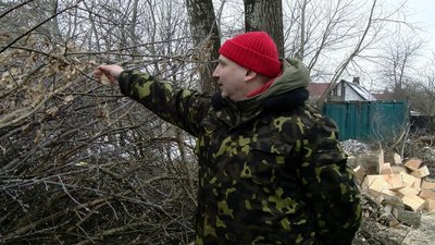 У Луцьку аварійні дерева ріжуть на дрова