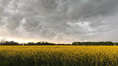 Поле, засіяне ріпаком