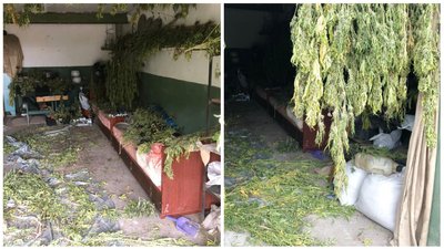 На Луганщині чоловік зберігав у гаражі 10 кілограмів канабісу