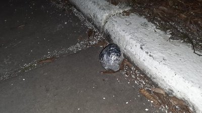 На Житомирщині правоохоронці викрили канал постачання наркотиків ув'язненим до виправної колонії На Житомирщині правоохоронці викрили канал постачання наркотиків ув'язненим до виправної колонії