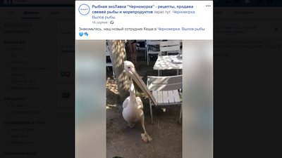 Пеліканів з ресторану на Одещині випустили до Нацпарку Пеліканів з ресторану на Одещині випустили до Нацпарку