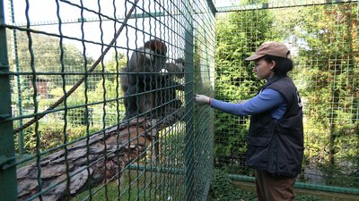 До рівненського зоопарку приїхала мавпочка Даша