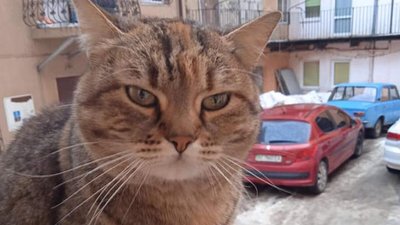 У Львові загубилася киця музею Соломії Крушельницької