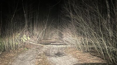 Ловитимуть на фотопастки: на Рівненщині посилюють охорону місць видобутку бурштину Ловитимуть на фотопастки: на Рівненщині посилюють охорону місць видобутку бурштину