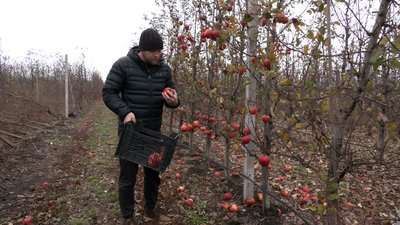 яблуневий сад на харківщині яблуневий сад на харківщині