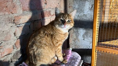 "Тато, мама і три кошенятка": у Кривому Розі оселилась родина котів з Нікополя "Тато, мама і три кошенятка": у Кривому Розі оселилась родина котів з Нікополя