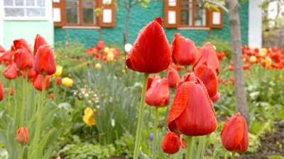 “Це як мої діти”: вінничанка вирощує на подвір’ї понад дві тисячі тюльпанів “Це як мої діти”: вінничанка вирощує на подвір’ї понад дві тисячі тюльпанів