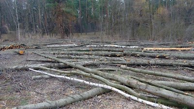 На Черкащині судитимуть підприємця, який незаконно вирубав пів тисячі дерев На Черкащині судитимуть підприємця, який незаконно вирубав пів тисячі дерев