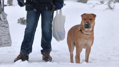 Проблеми з транспортом: як Черкащина справляється з наслідками снігопадів Проблеми з транспортом: як Черкащина справляється з наслідками снігопадів