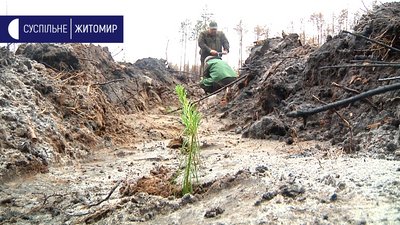 На Житомирщині на місці лісової пожежі висадили тисячу сіянців сосни