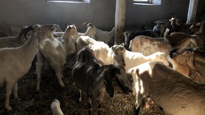 Понад пів сотні тварин з окупованої Донеччини оселилися на Прикарпатті Понад пів сотні тварин з окупованої Донеччини оселилися на Прикарпатті