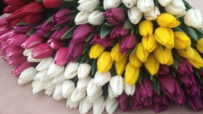 черкащанка вирощує тюльпани черкащанка вирощує тюльпани
