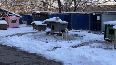 Пункт перетримки собак в Полтаві Пункт перетримки собак в Полтаві