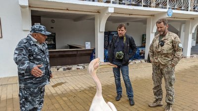 На Одещині на території приватного комплексу проживає червонокнижний пелікан. Екологи планують його вилучити На Одещині на території приватного комплексу проживає червонокнижний пелікан. Екологи планують його вилучити