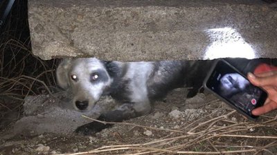 Собака застряг під бетонною плитою в Запоріжжі