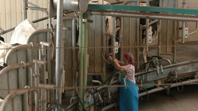 На 25% збільшили поголів’я корів: на Черкащині попри війну розширюють ферму На 25% збільшили поголів’я корів: на Черкащині попри війну розширюють ферму