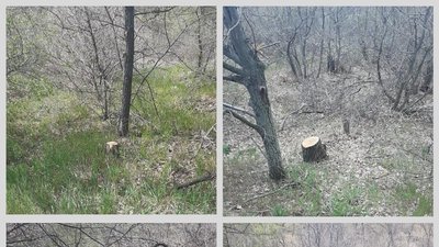 На Херсонщині затримали "чорного лісоруба"