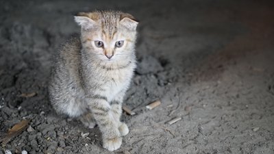 Вибухи у Харкові, обстріл Подолів. Головні новини Харкова та області 6 серпня: хроніка Вибухи у Харкові, обстріл Подолів. Головні новини Харкова та області 6 серпня: хроніка