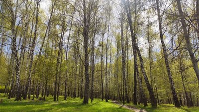 весна, парк, берези