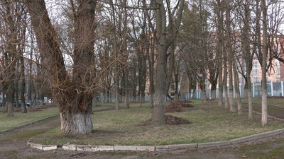 Дерева біля Рівнеавтоелектротрансу Дерева біля Рівнеавтоелектротрансу
