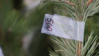 Новорічні дерева у Миколаєві: які ціни на ялинки Новорічні дерева у Миколаєві: які ціни на ялинки