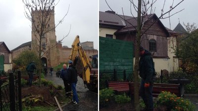 На місці старого - у Луцьку посадили новий "Лесин ясен" На місці старого - у Луцьку посадили новий "Лесин ясен"