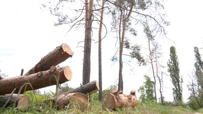 У черкаському парку невідомі вирубали молоді дерева У черкаському парку невідомі вирубали молоді дерева