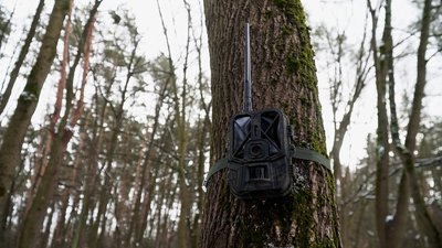 Лосі, козулі, дикі кабани: чернігівець Олександр Михайлов робить фото диких тварин Лосі, козулі, дикі кабани: чернігівець Олександр Михайлов робить фото диких тварин