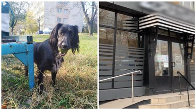 На Донеччині поліцейські розшукують чоловіка, який вкрав собаку біля супермаркету