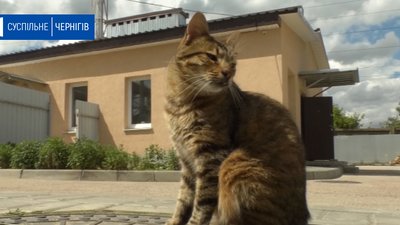 У Чернігові безкоштовно чіпують котів та собак