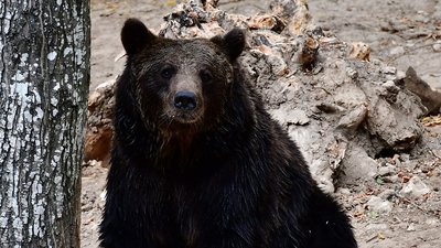 На Хмельниччині прикарпатські ветеринари лікують ведмедів На Хмельниччині прикарпатські ветеринари лікують ведмедів