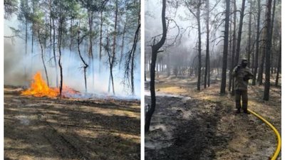 На Полтавщині горіла лісова підстилка на двох гектарах