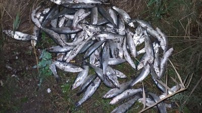 Збитків на 59 тисяч гривень: на Херсонщині прикордонники виявили браконьєра