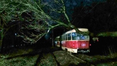 У Харкові від вітру впало сім дерев: одне пошкодило машину в центрі міста У Харкові від вітру впало сім дерев: одне пошкодило машину в центрі міста