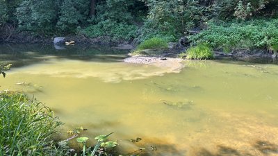 Житомир, забруднення, річка Кам'янка, невідомі речовини, екоінспекція, 3 вересня 2025 року