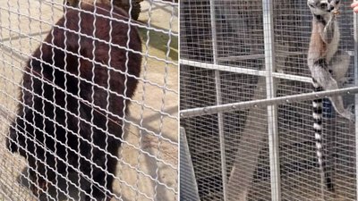 "Жорстоке поводження з тваринами": на Закарпатті Держекоінспекція провела перевірку в зоопарку