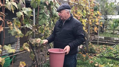 Житомир, виноград, сад, підготовка, зима, обрізка, живлення