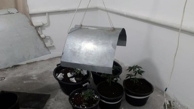 На Житомирщині поліцейські приїхали на виклик про хуліганство, а знайшли в будинку посіви конопель