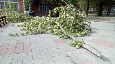 На території харківського політеху гілка травмувала жінку