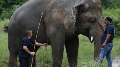 "Найбільш самотнього у світі" слона випустять з зоопарку на волю