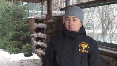 Тигр у Черкаському зоопарку